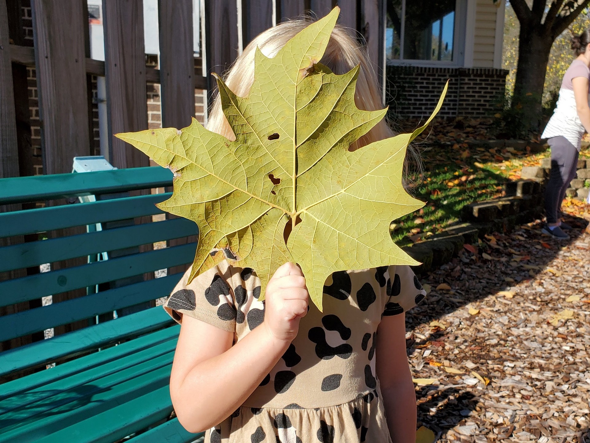 I&apos;m a leaf!